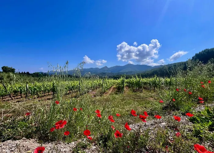 Casetta Di Davide - Elba Affitti Appartamento *