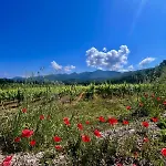 Διαμέρισμα Casetta Di Davide - Elba Affitti *